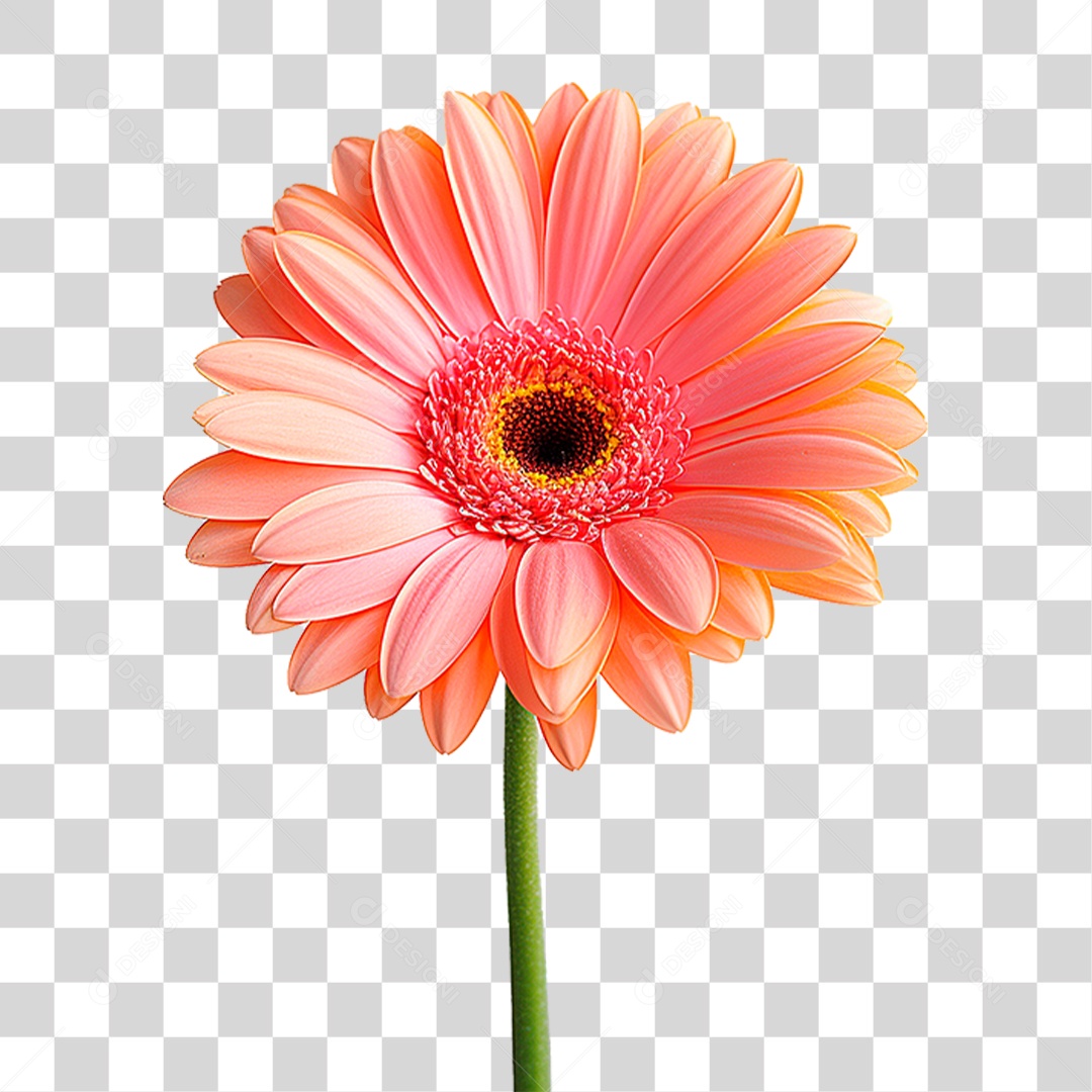 Flor Gérbera PNG Transparente