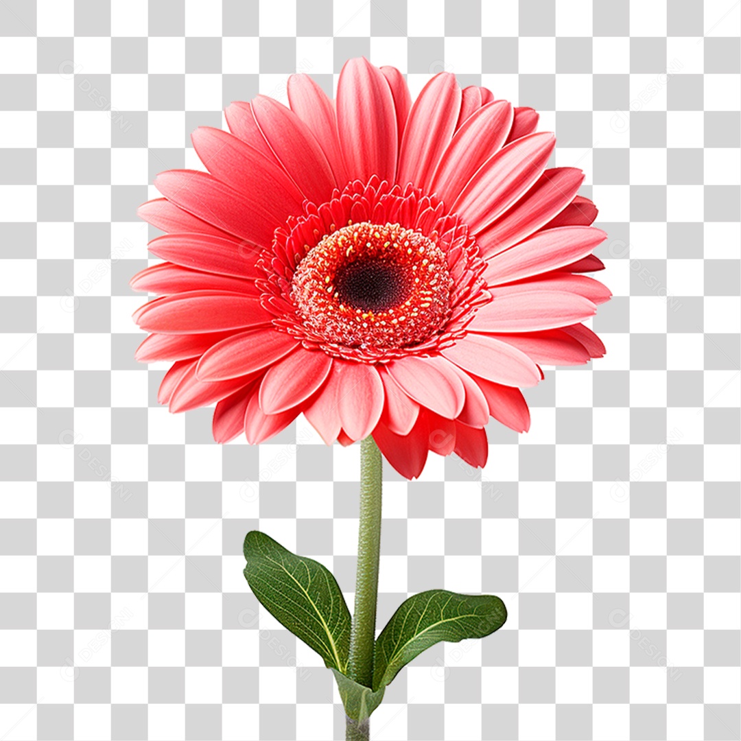 Flor Gérbera PNG Transparente