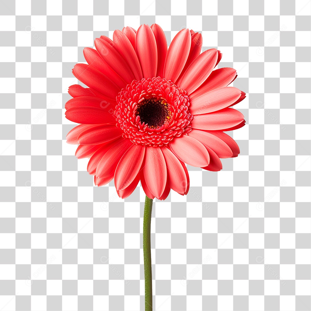 Flor Gérbera PNG Transparente