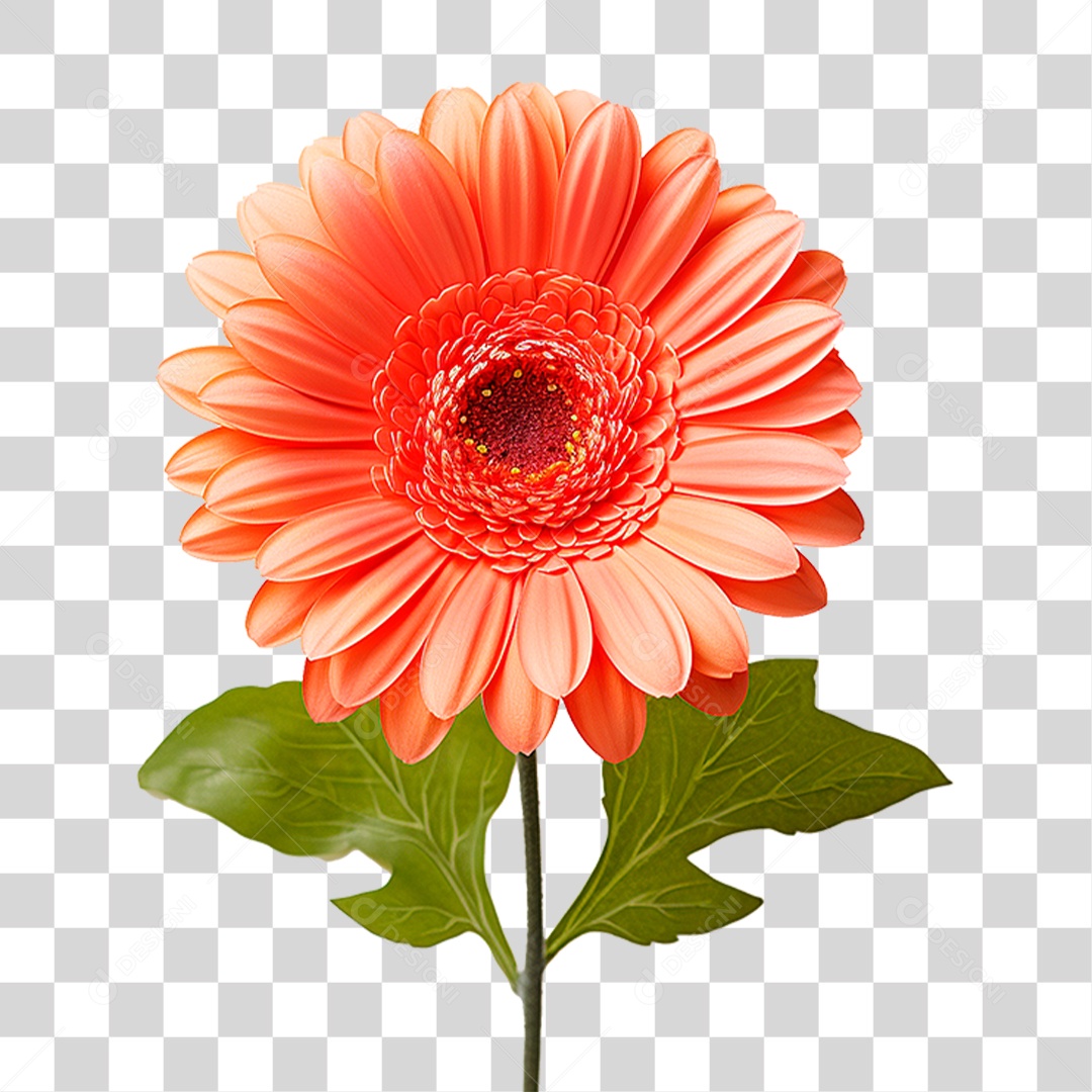 Flor Gérbera PNG Transparente