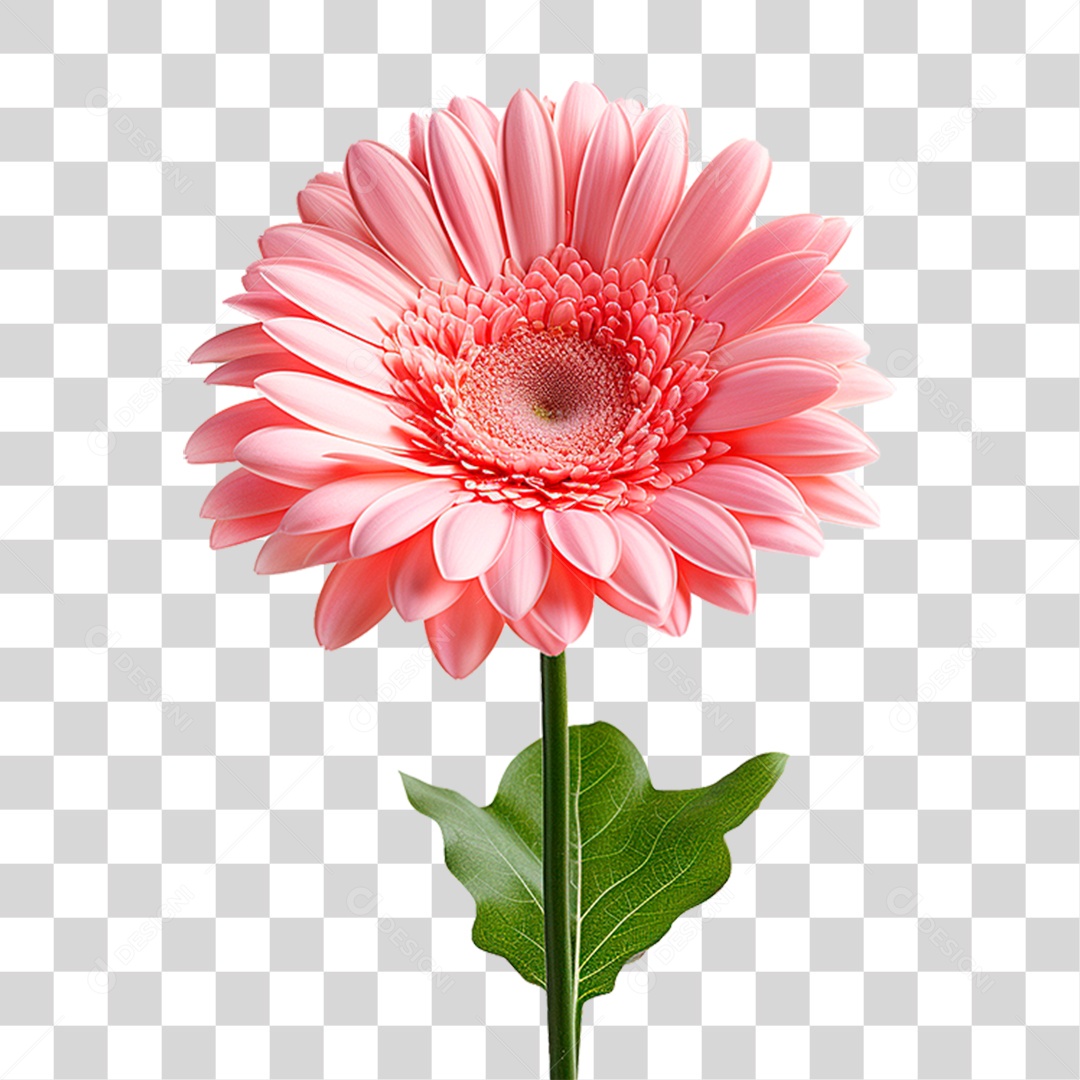 Flor Gérbera PNG Transparente