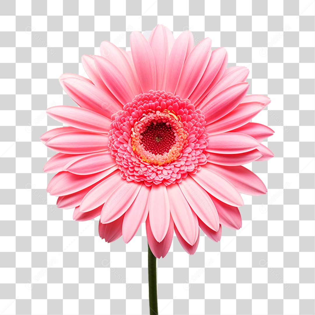 Flor Gérbera PNG Transparente