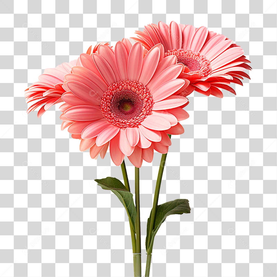 Flores Gérbera PNG Transparente