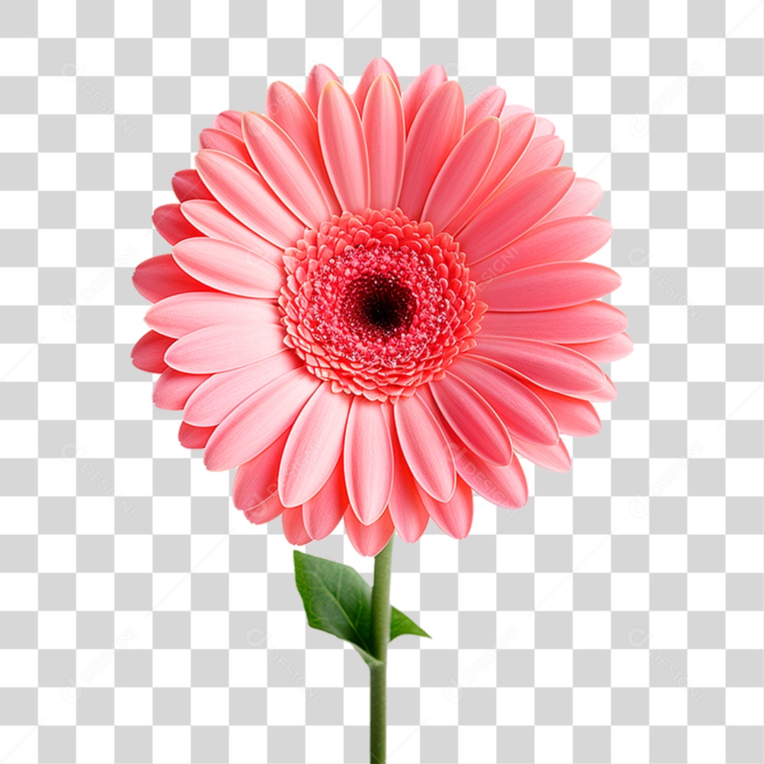 Flor Gérbera PNG Transparente