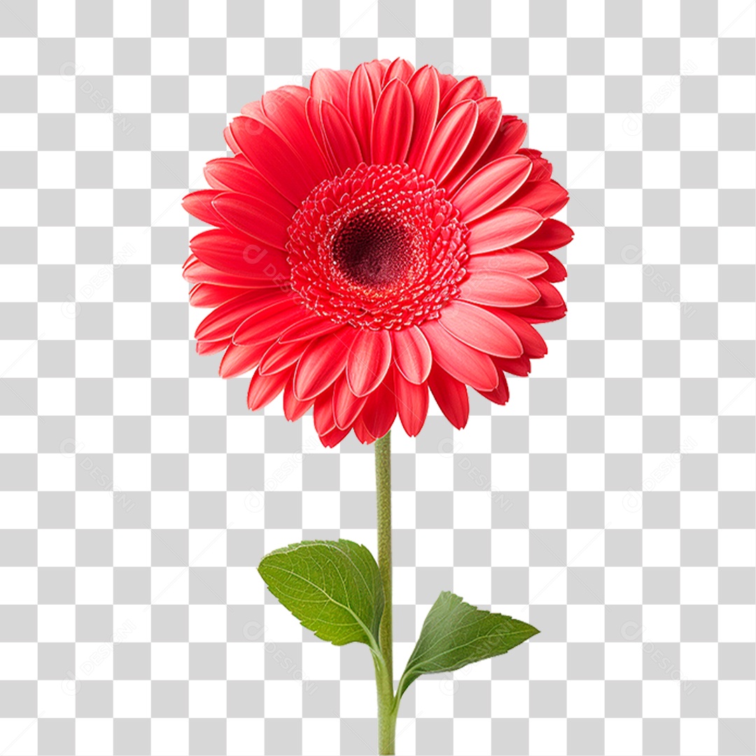 Flor Gérbera PNG Transparente