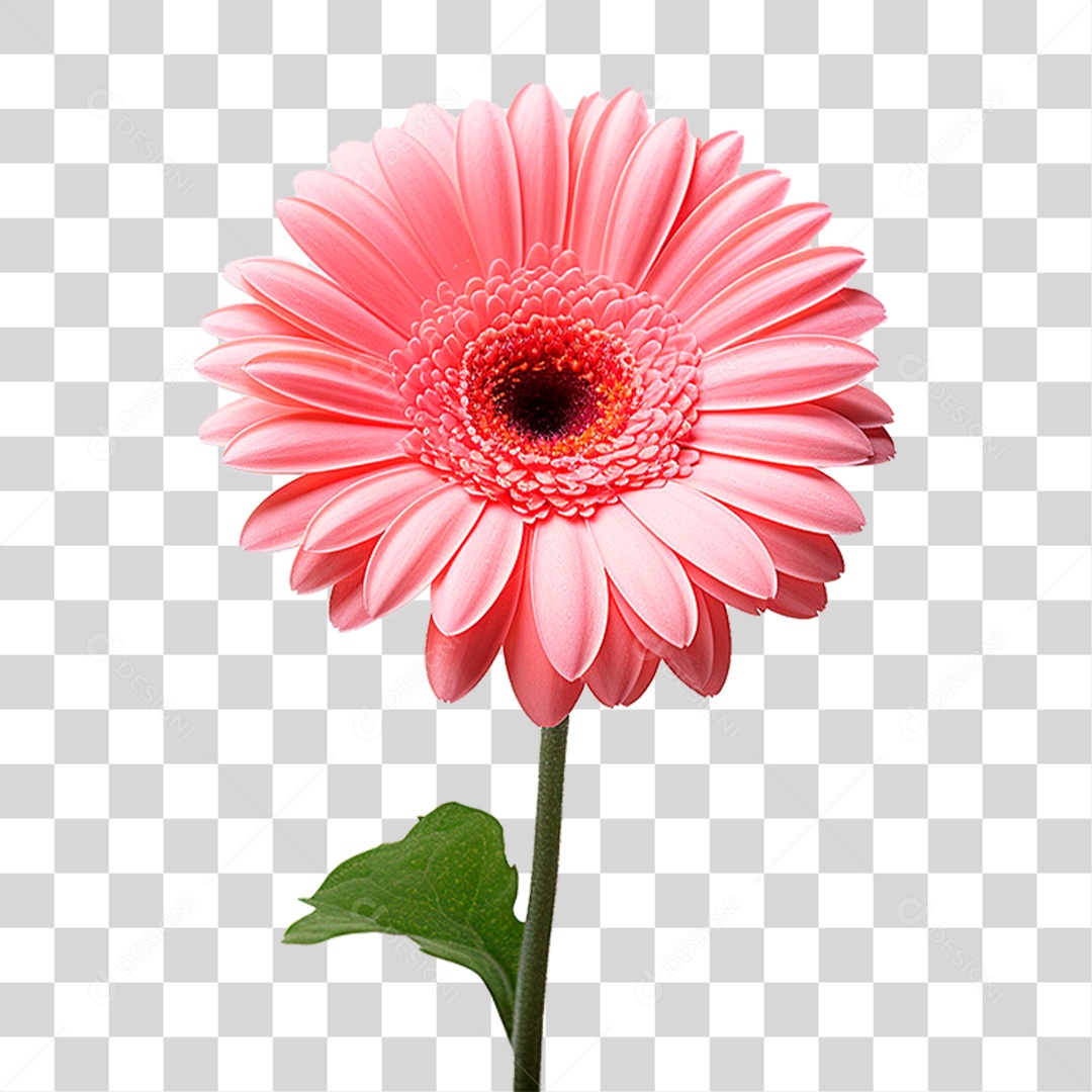 Flor Gérbera PNG Transparente