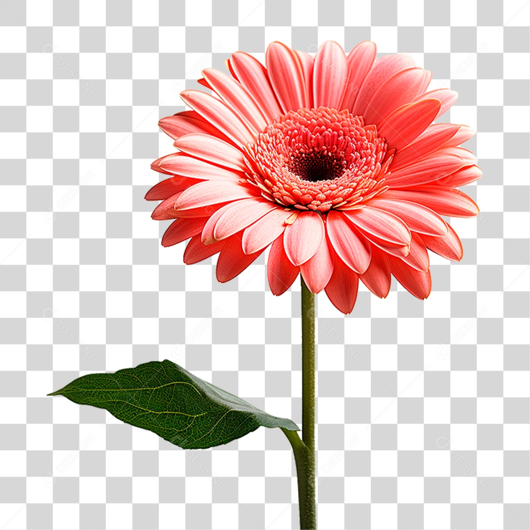 Flor Gérbera PNG Transparente