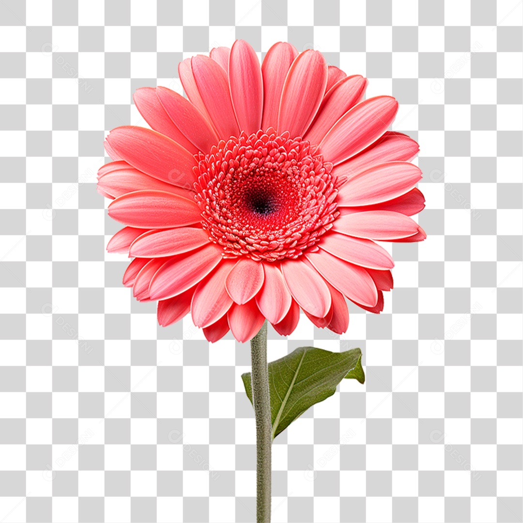 Flor Gérbera PNG Transparente