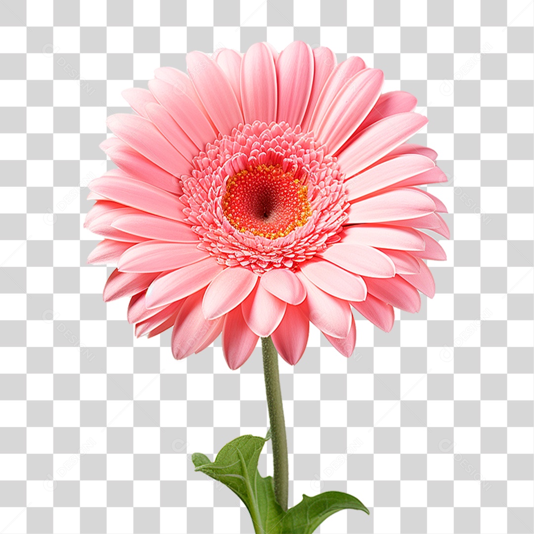 Flor Gérbera PNG Transparente