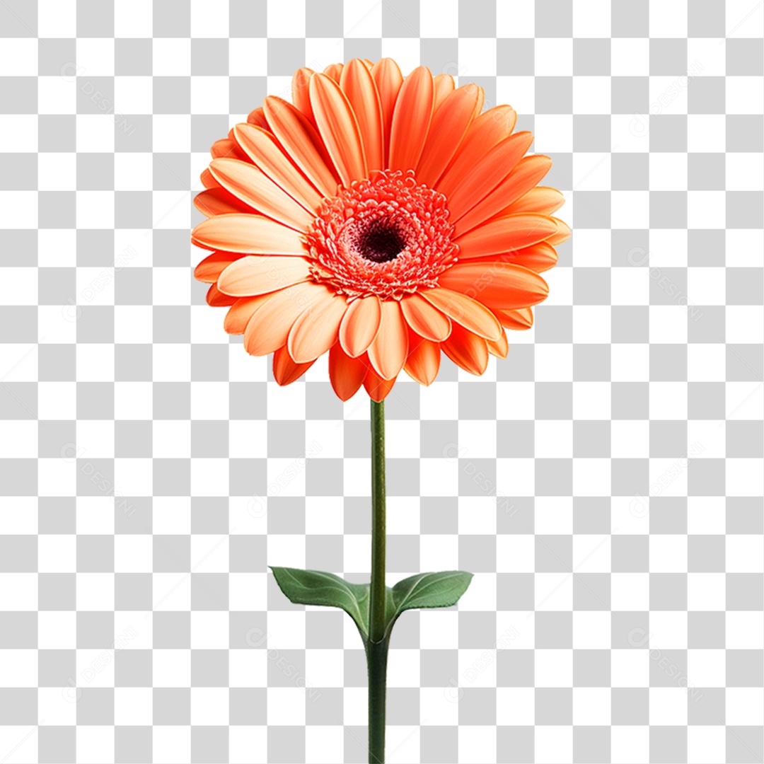 Flor Gérbera PNG Transparente
