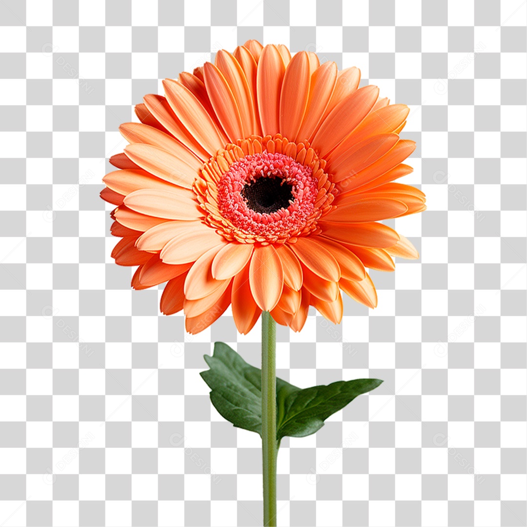 Flor Gérbera PNG Transparente