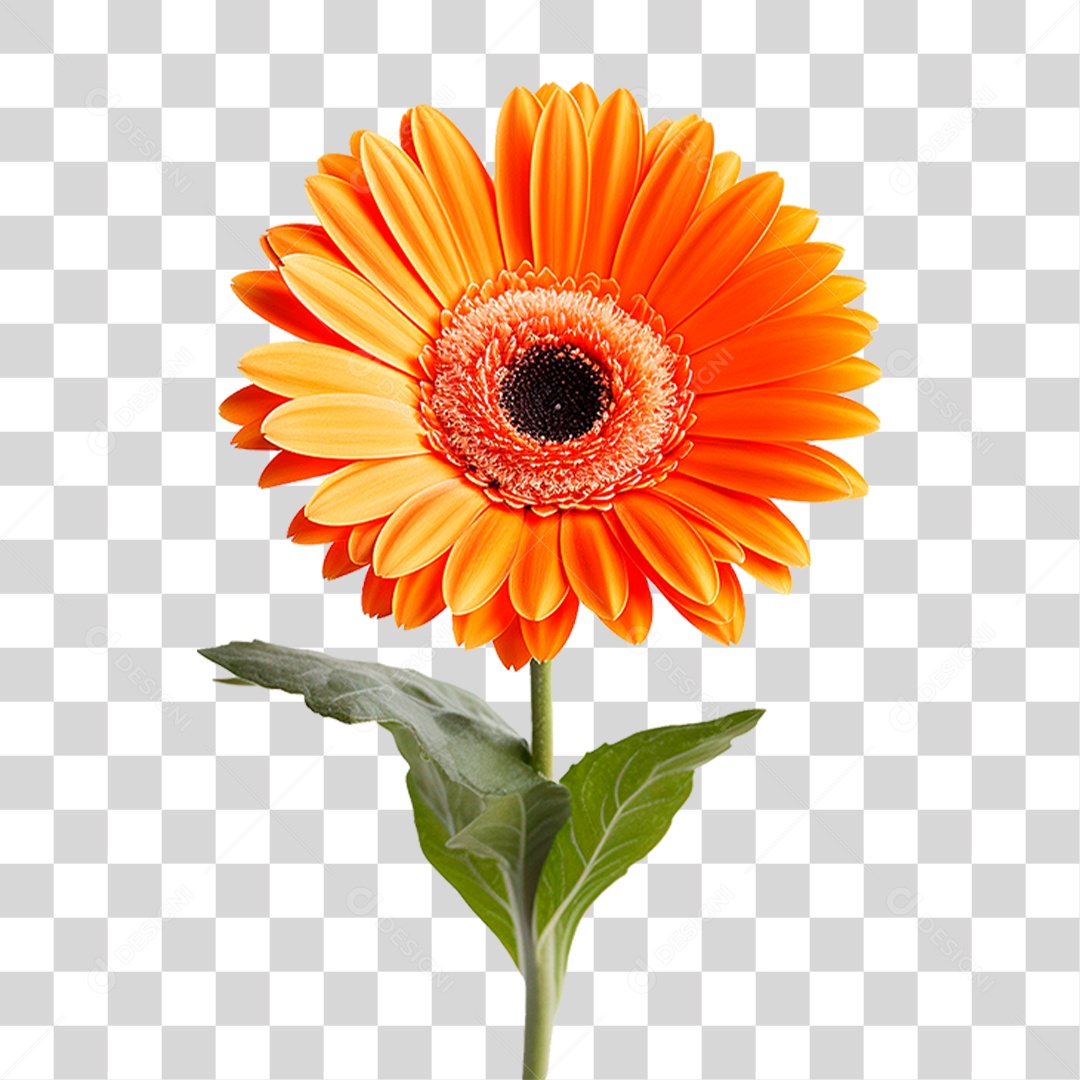 Flor Gérbera PNG Transparente