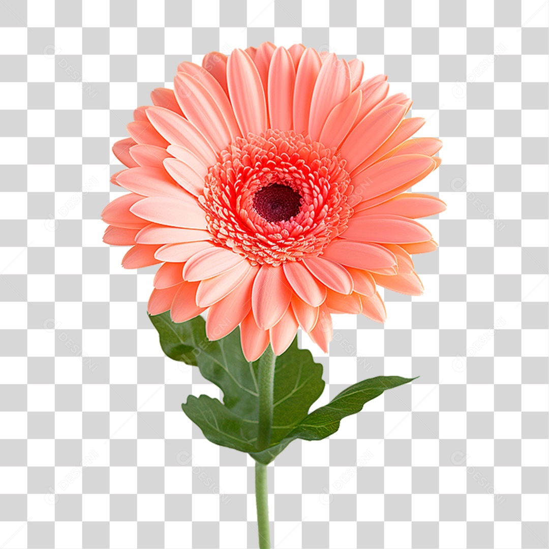 Flor Gérbera PNG Transparente