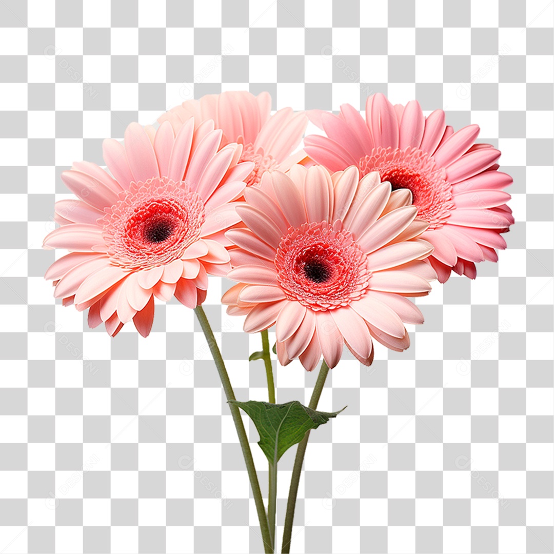 Flores Gérbera PNG Transparente