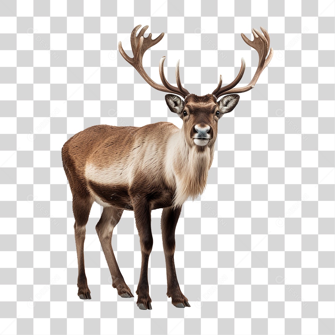 Cervo Animal Silvestre PNG Transparente