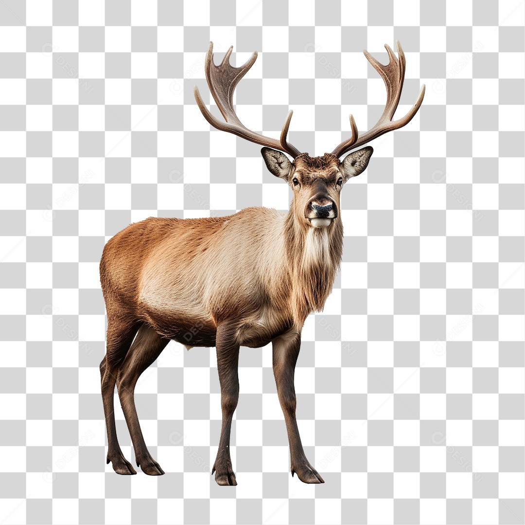 Cervo Animal Silvestre PNG Transparente