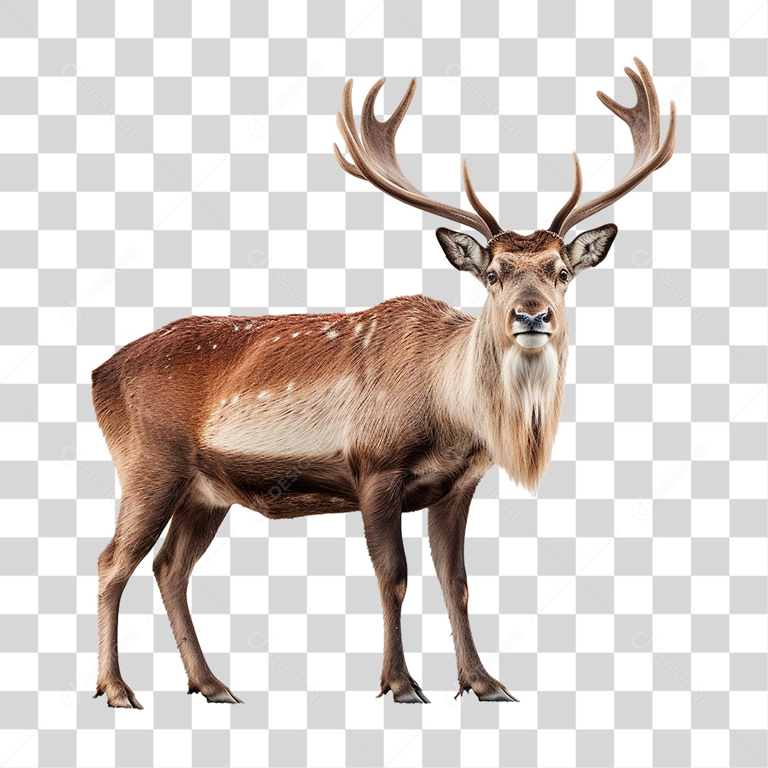 Cervo Animal Silvestre PNG Transparente