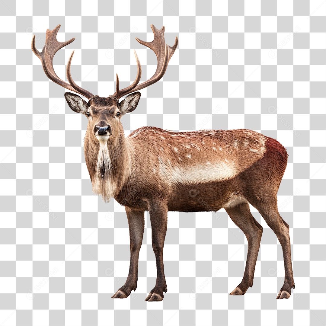 Cervo Animal Silvestre PNG Transparente