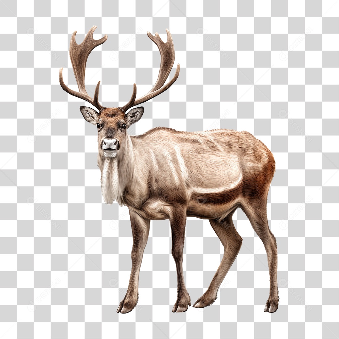 Cervo Animal Silvestre PNG Transparente