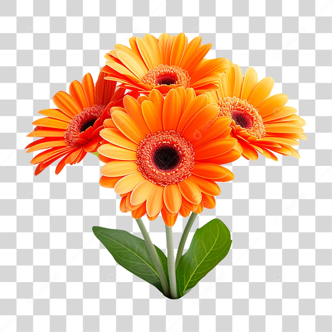 Flores Gérbera PNG Transparente