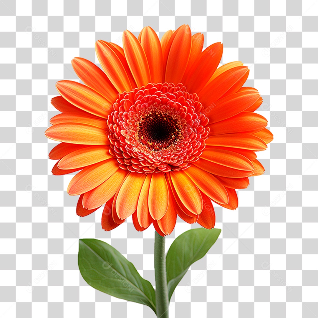 Flor Gérbera PNG Transparente