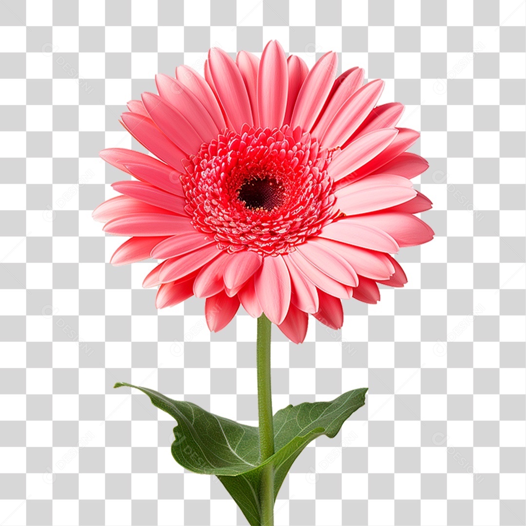 Flor Gérbera PNG Transparente