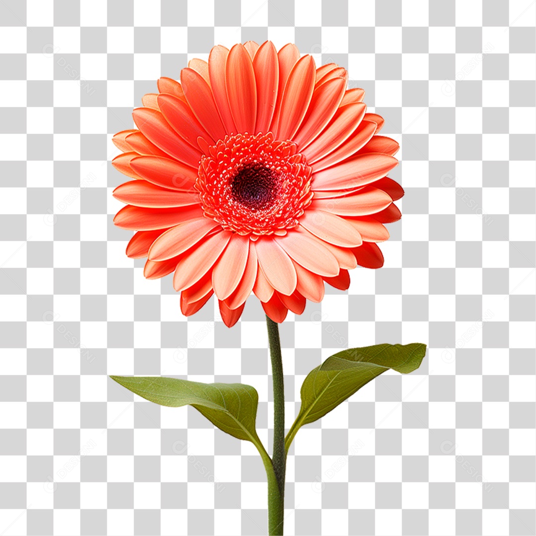 Flor Gérbera PNG Transparente