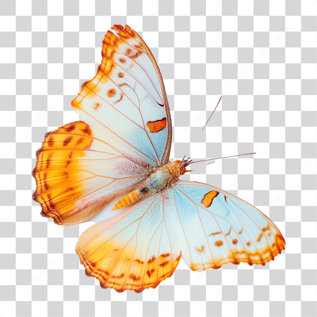 Borboleta Colorida PNG Transparente