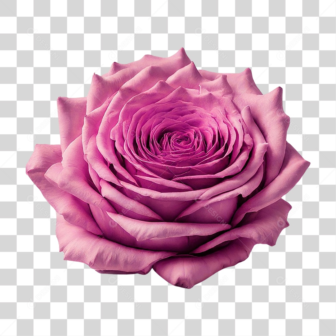 Flor Rosa PNG Transparente