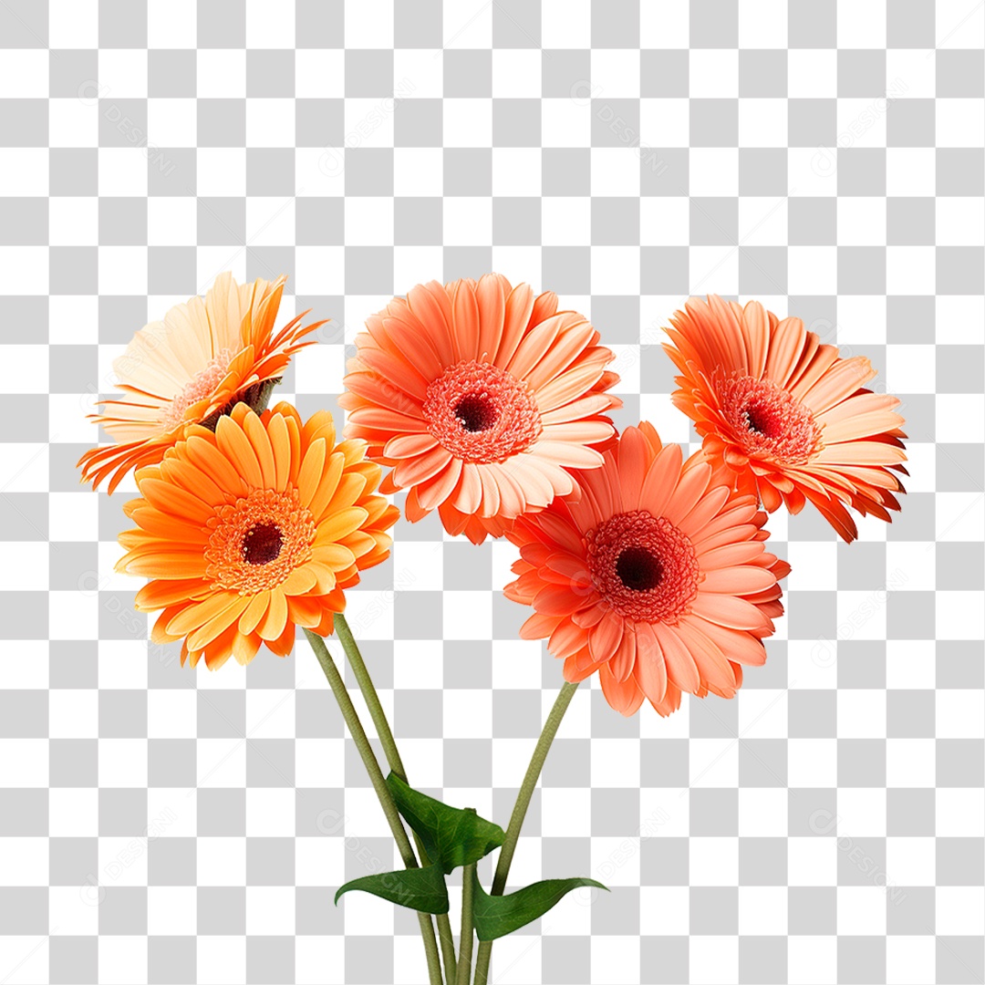 Flores Gérberas PNG Transparente