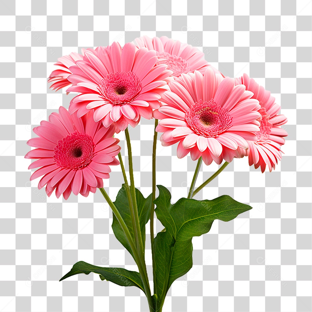 Flores Gérberas PNG Transparente