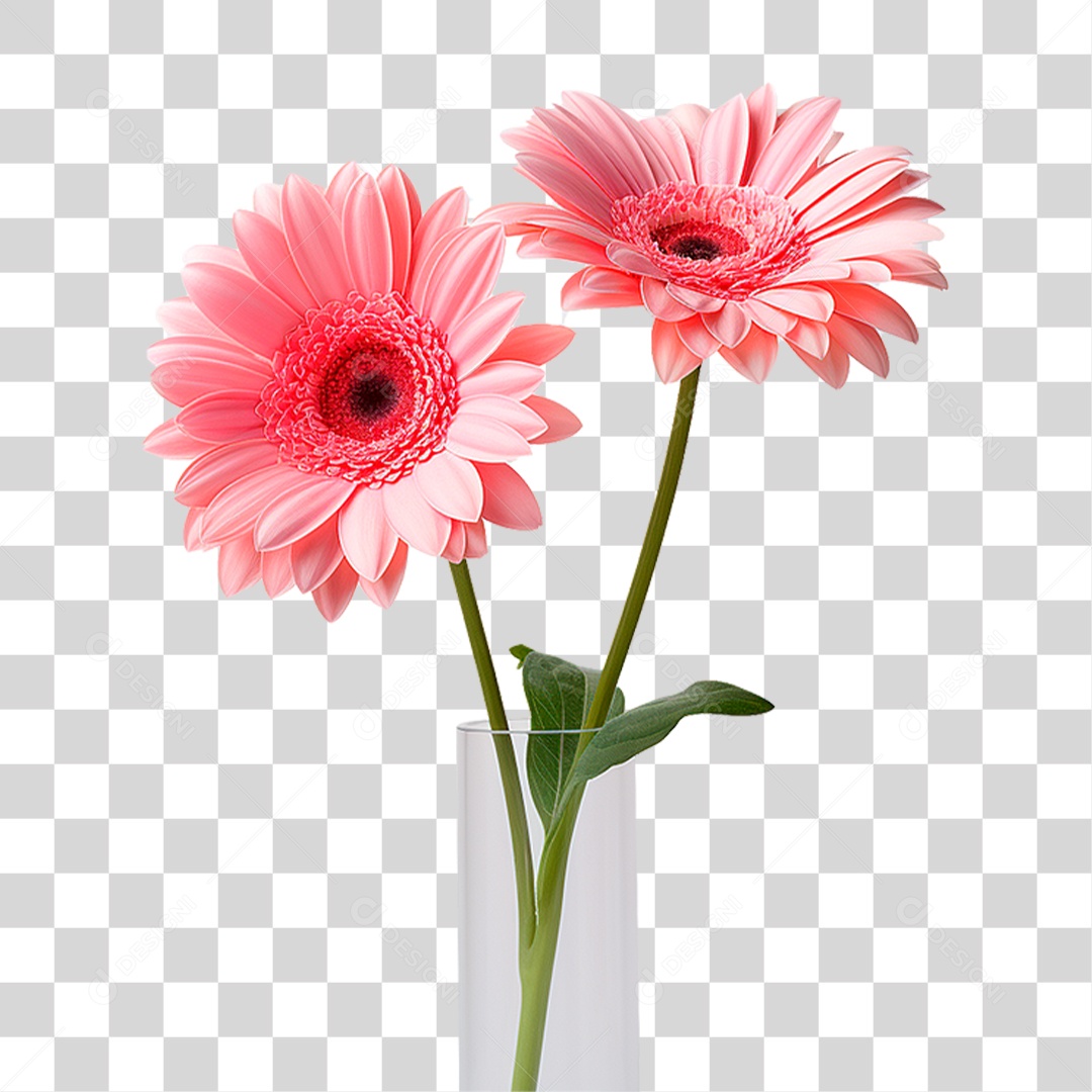 Flores Gérberas PNG Transparente