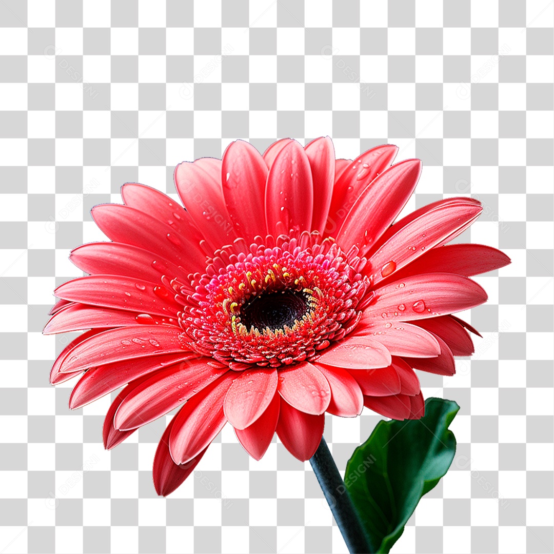 Flor Gérbera PNG Transparente