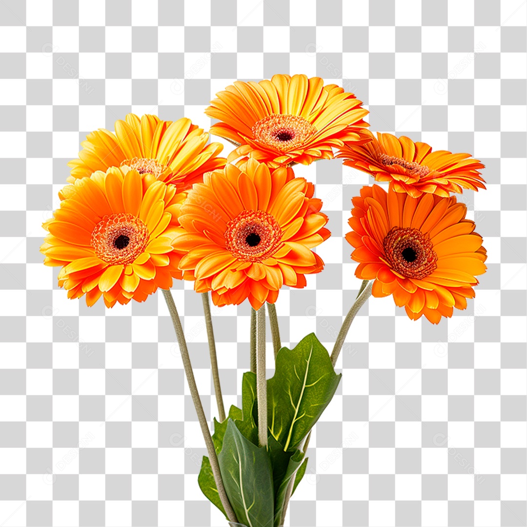 Flores Gérberas PNG Transparente