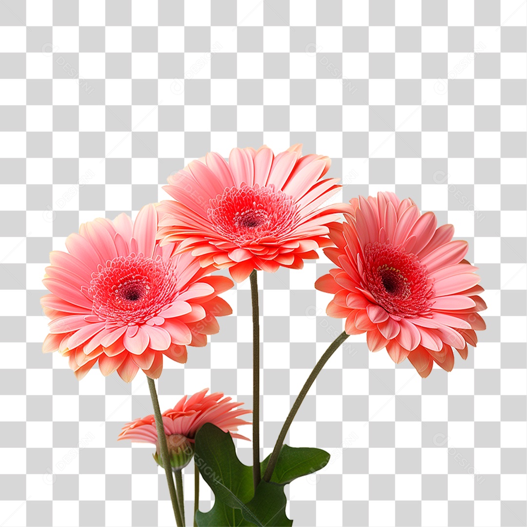 Flores Gérberas PNG Transparente