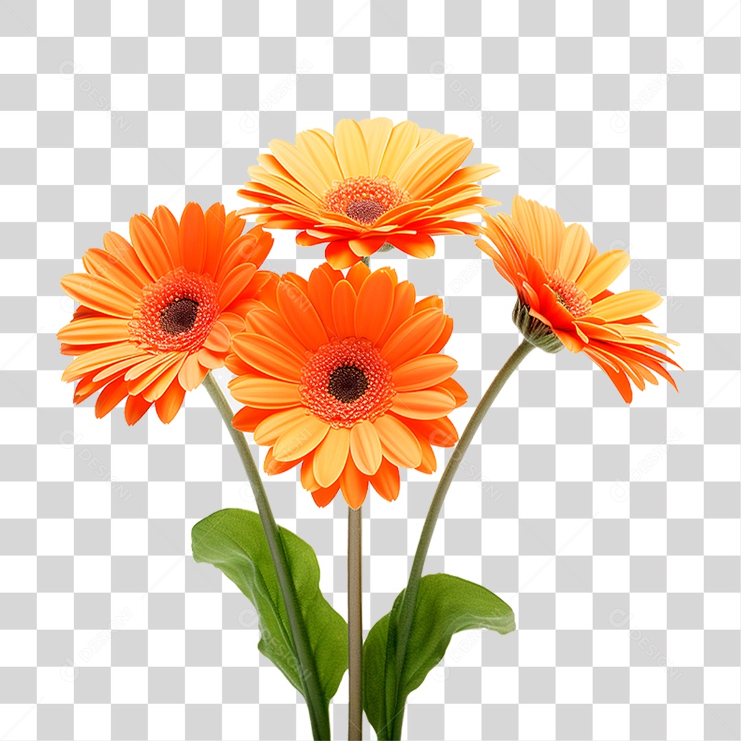 Planta Gérbera PNG Transparente