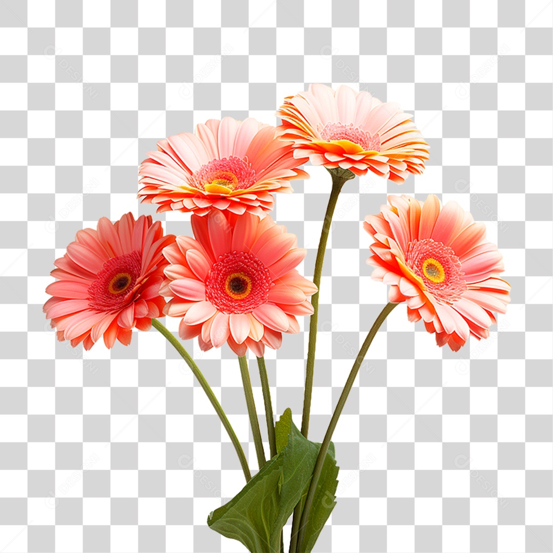 Flores Gérberas PNG Transparente