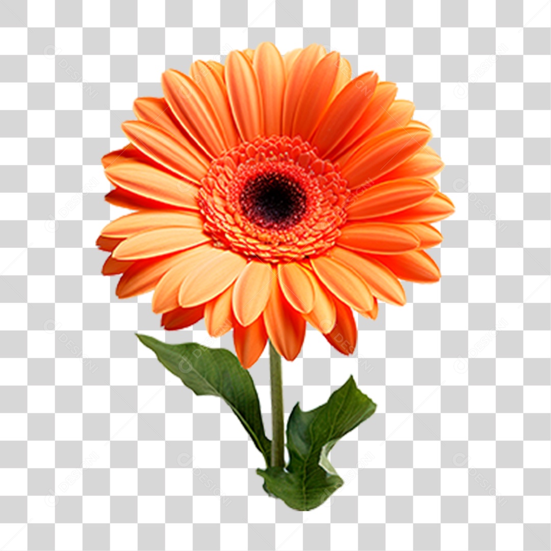 Planta Gérbera PNG Transparente