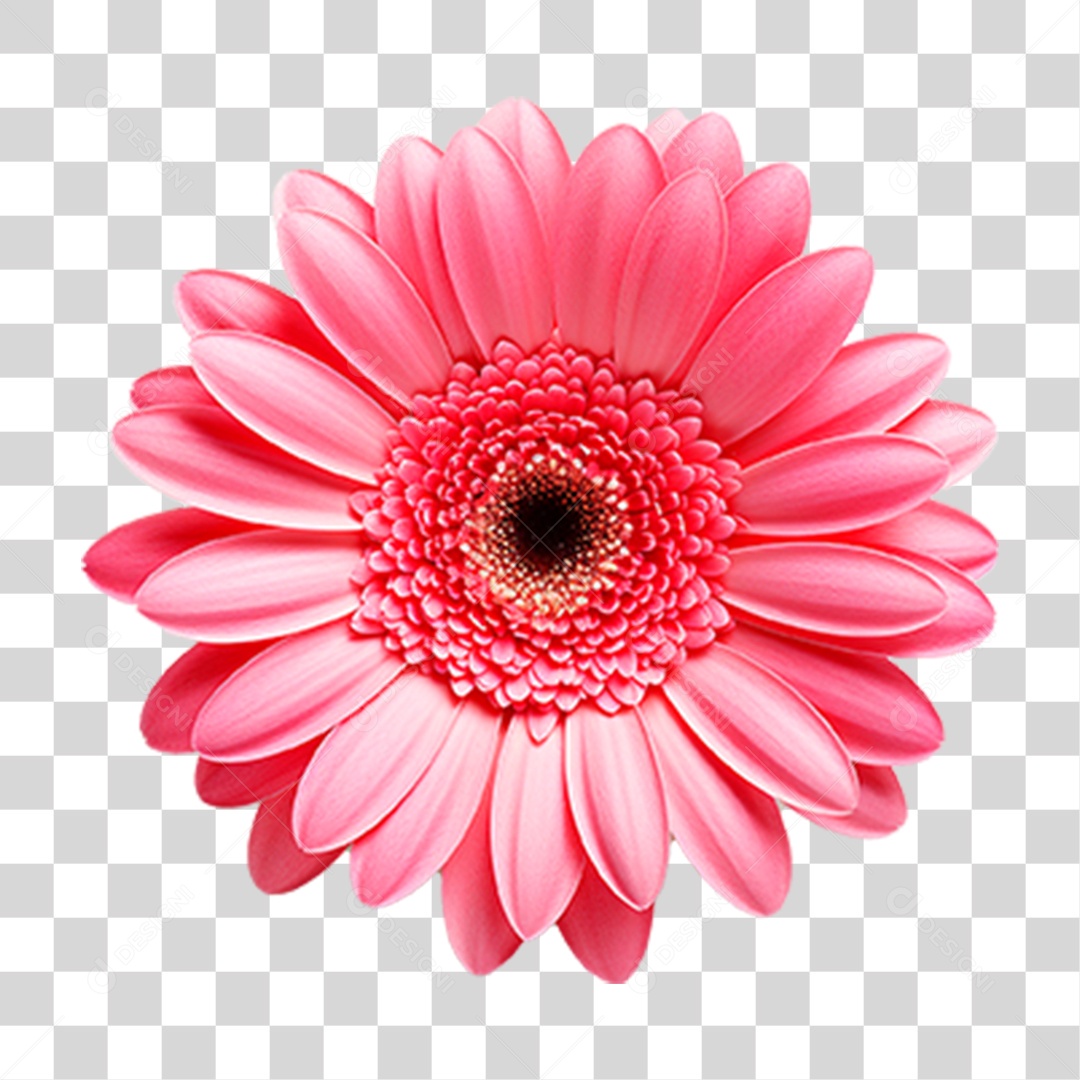 Planta Gérbera PNG Transparente