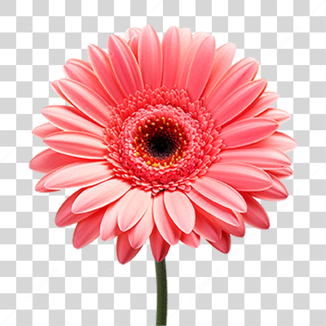 Planta Gérbera PNG Transparente
