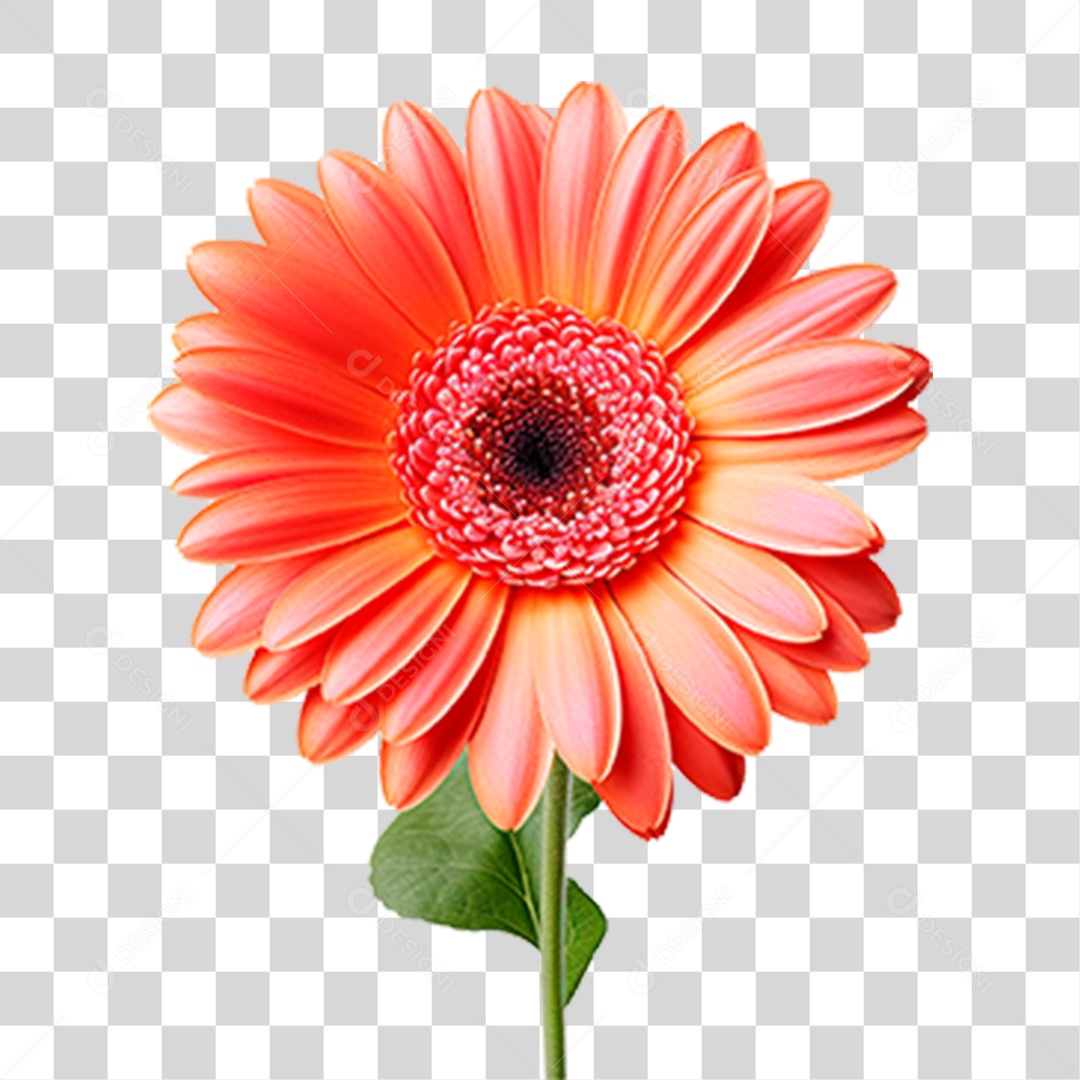 Planta Gérbera PNG Transparente