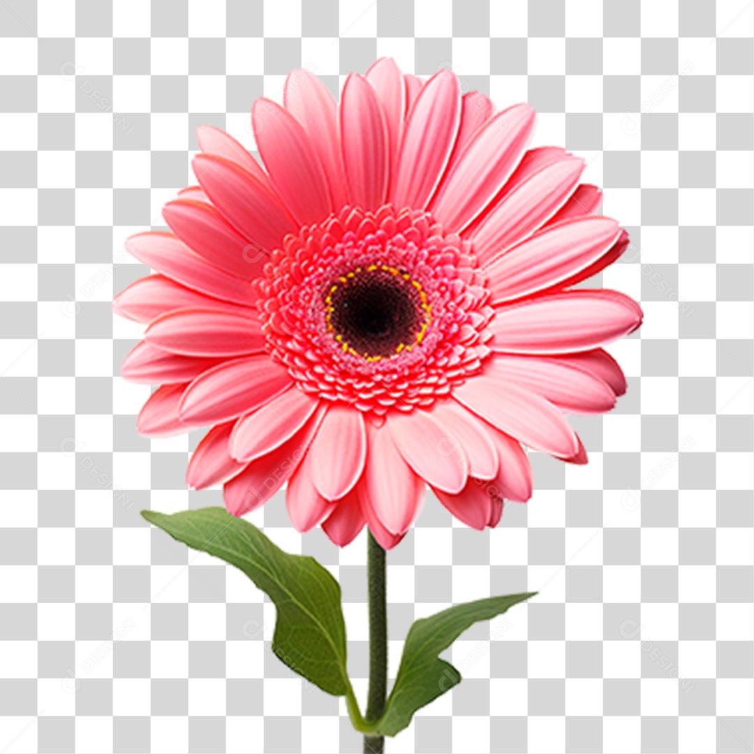 Planta Gérbera PNG Transparente