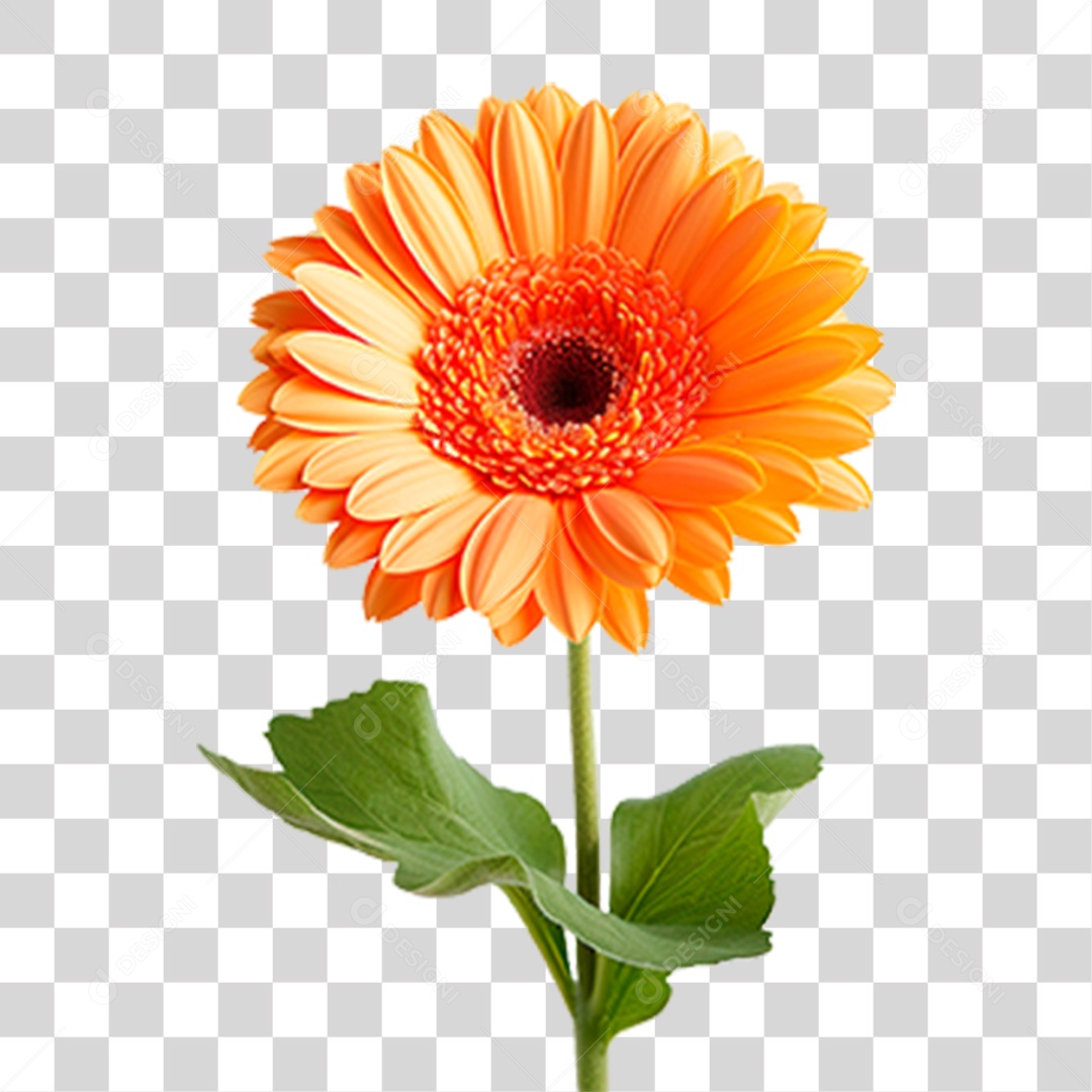 Flor Gérbera PNG Transparente