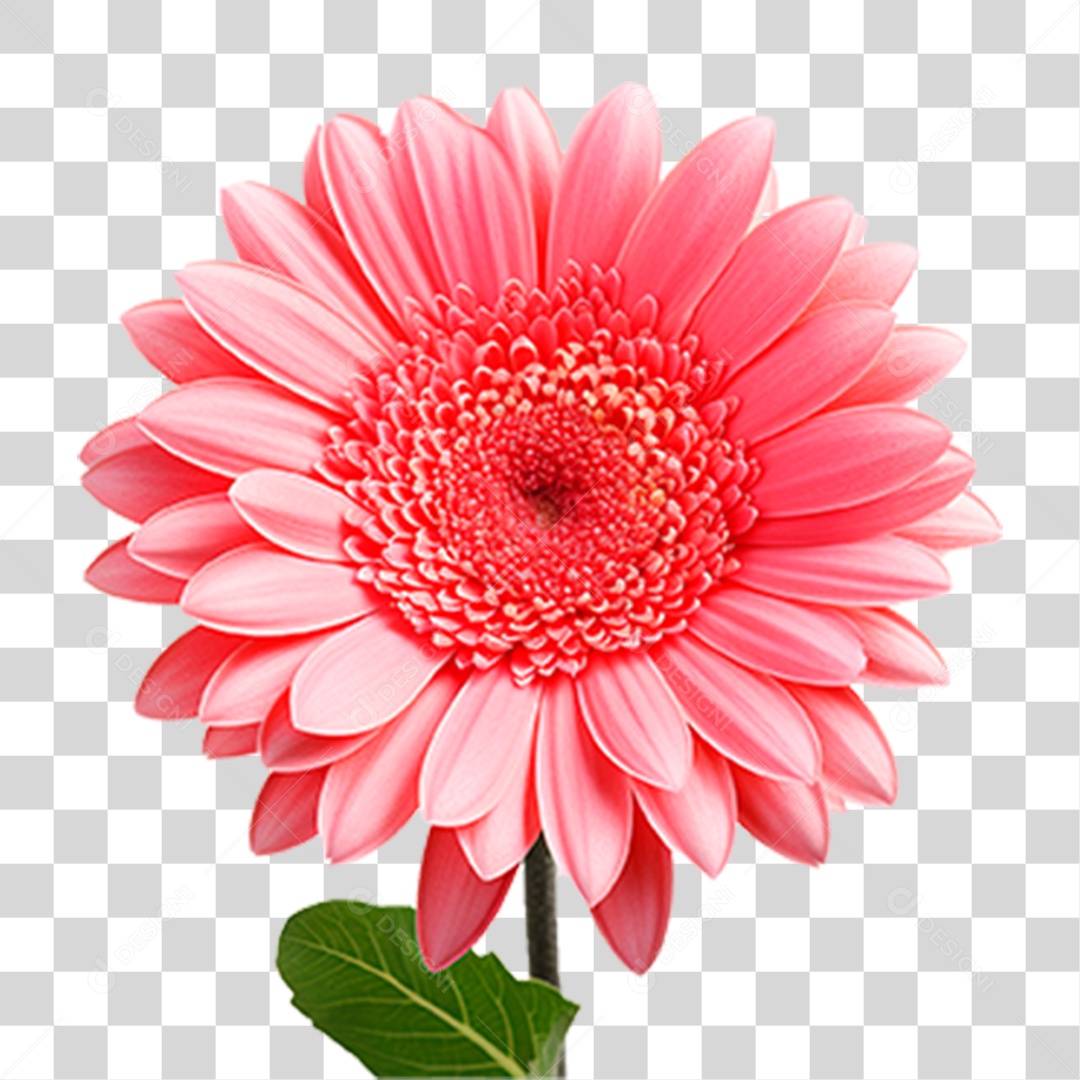 Flor Gérbera PNG Transparente
