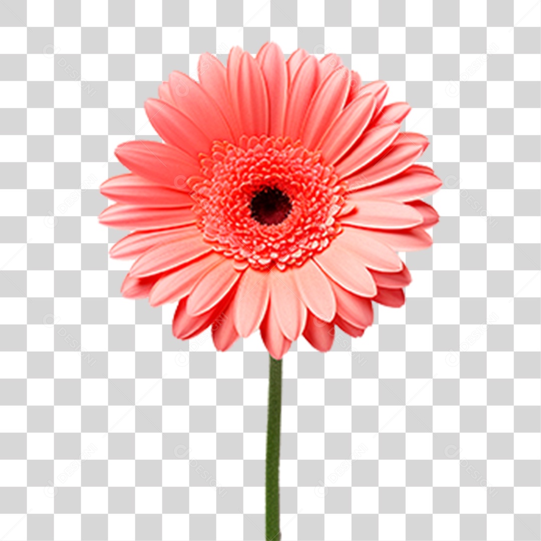 Flor Gérbera PNG Transparente
