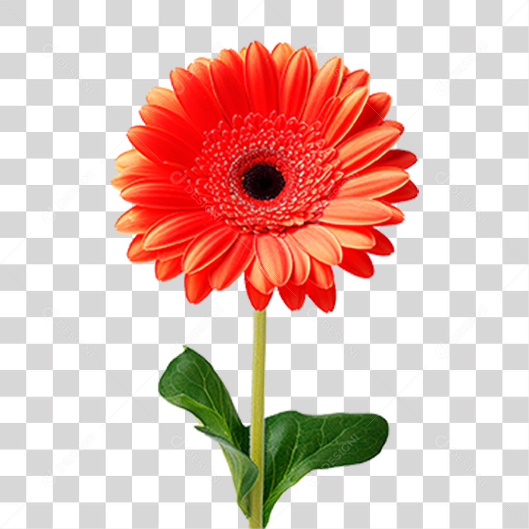 Flor Gérbera PNG Transparente