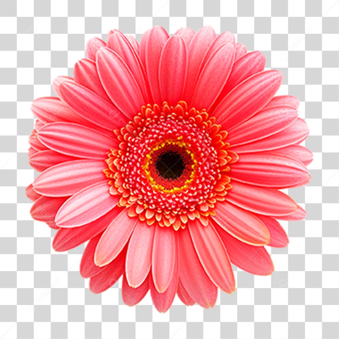 Flor Gérbera PNG Transparente