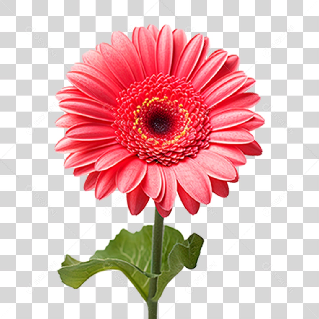 Flor Gérbera PNG Transparente