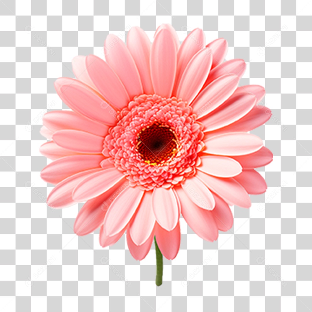 Flor Margarida PNG Transparente