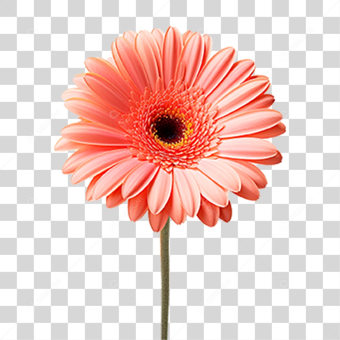 Flor Gérbera PNG Transparente